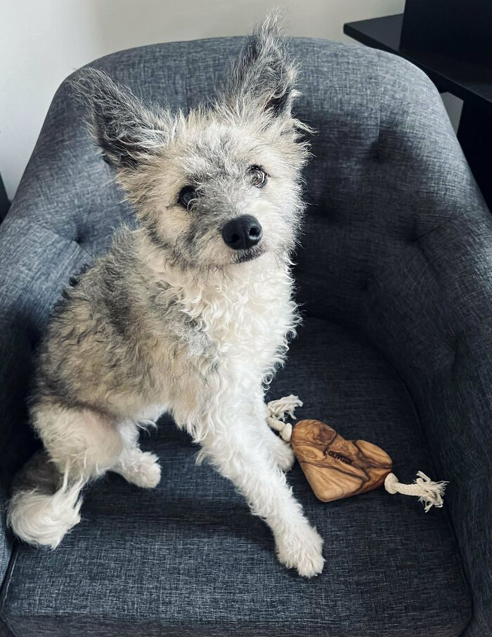 Adopted pet dog sitting on a gray chair with a wooden heart-shaped toy.