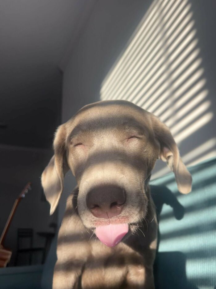Happy dog sitting on a couch with its tongue out, enjoying the sunlight in a proud pet owner's home.