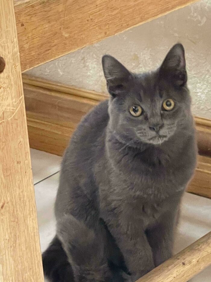 Gray cat sitting under wooden furniture, an adopted pet in November.