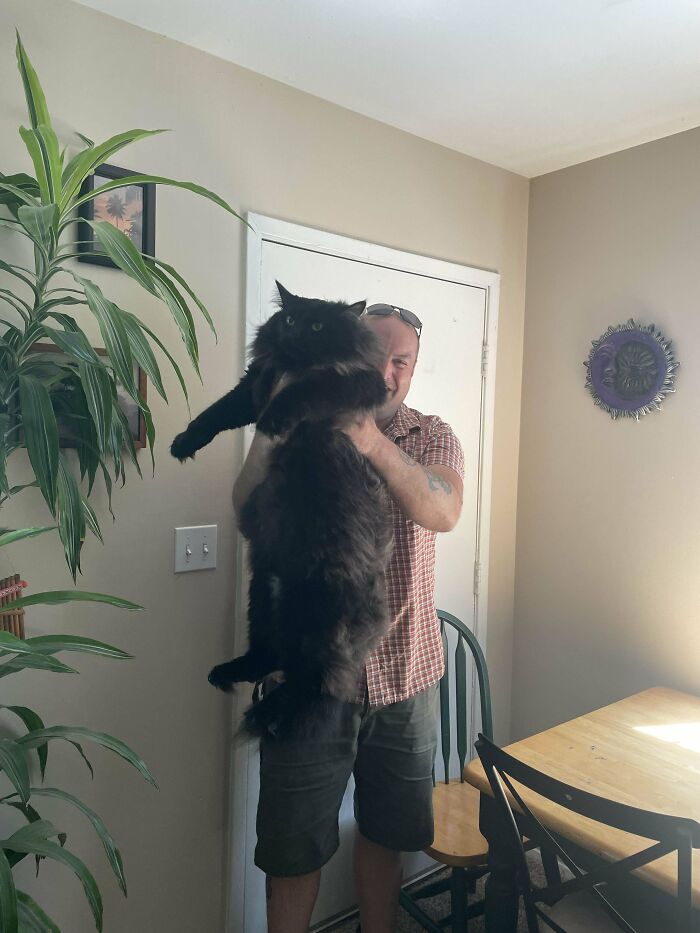 Proud pet owner holding a large, fluffy black cat in a cozy dining area.