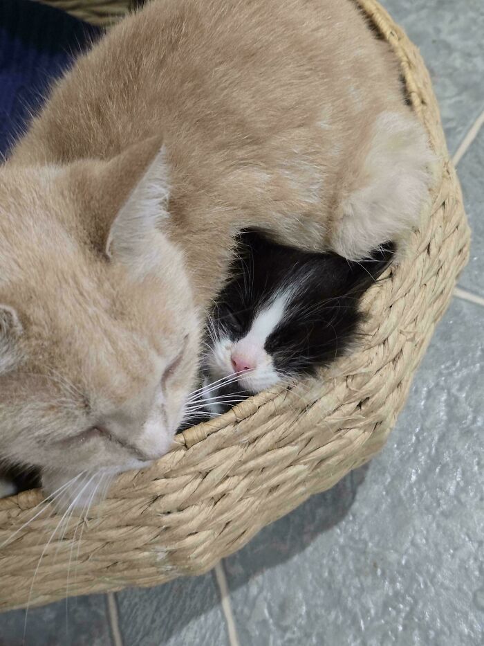 Two cozy adopted cats snuggled together in a woven basket, showcasing proud pet owners' delightful new additions.