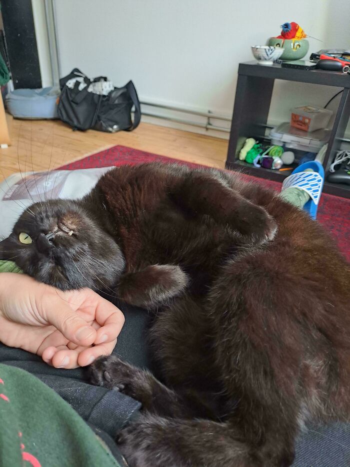 A proud pet owner cuddles their newly adopted black cat in November.