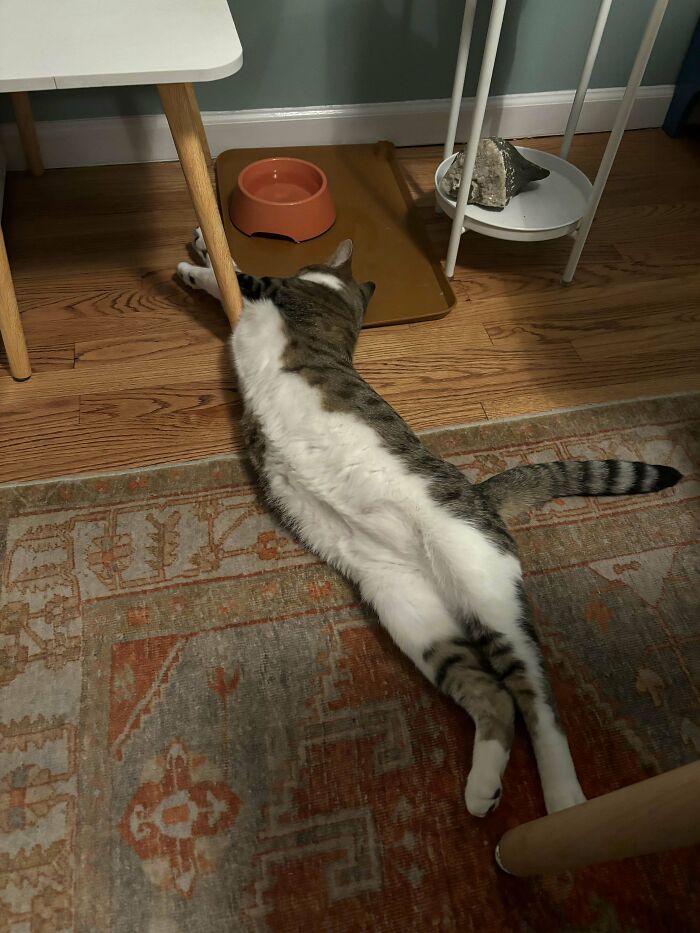 A newly adopted cat stretches on a patterned rug beside a feeding station.