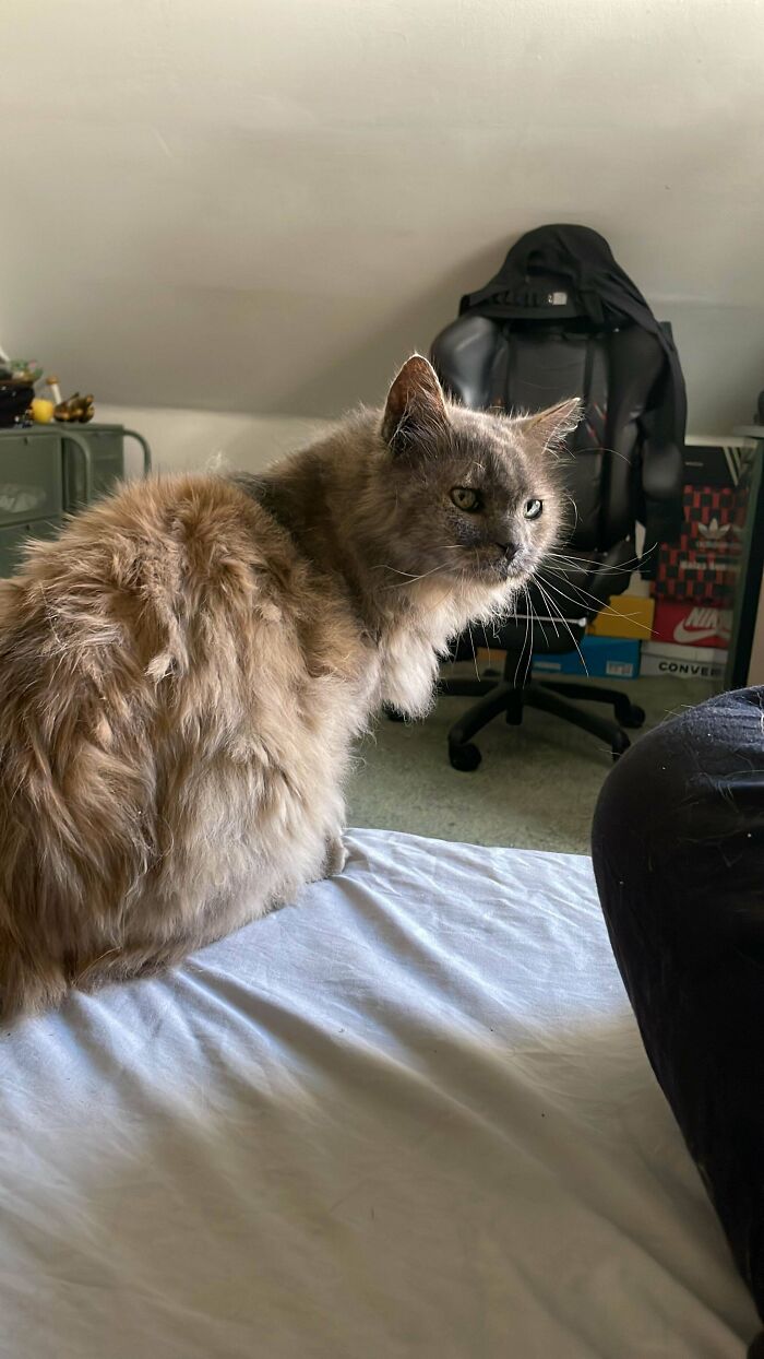 Fluffy cat sitting on a bed, embodying the joy of newly adopted pets by proud owners.