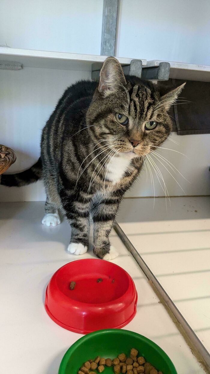 Tabby cat stands by red and green bowls, one of the delightful pets adopted by proud owners.