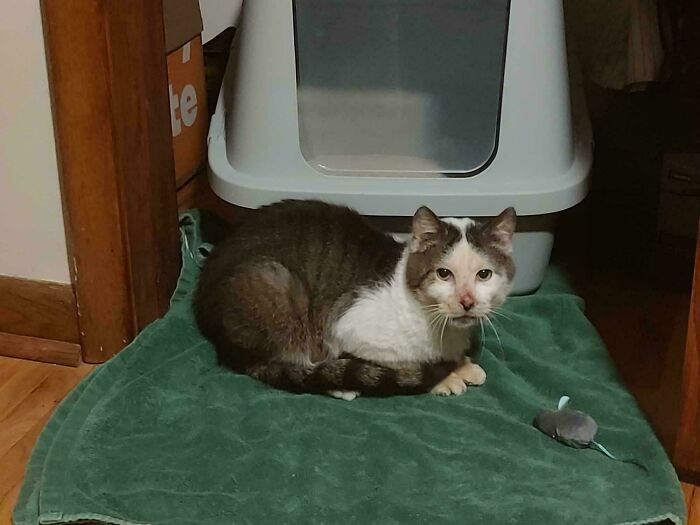 Adopted pet cat sitting on a green towel, looking at the camera in a cozy indoor setting.