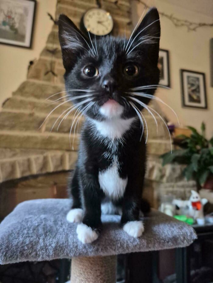 Black and white kitten with wide eyes sitting on a cat tree, showcasing the delightful pets adopted in November.
