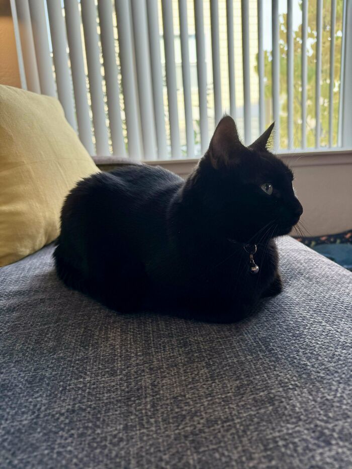 A newly adopted black cat lounges on a couch in a sunlit room.