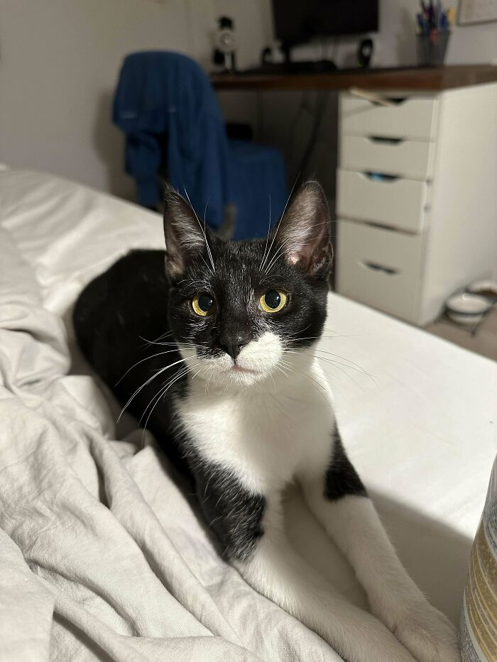 Black and white cat lounging on a bed, a proud pet owner's recent November adoption.