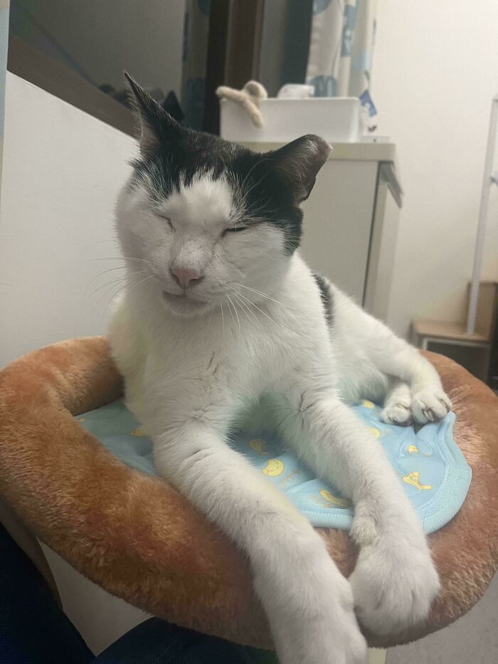 Content pet adopted in November, resting on a soft cat bed inside a cozy home environment.