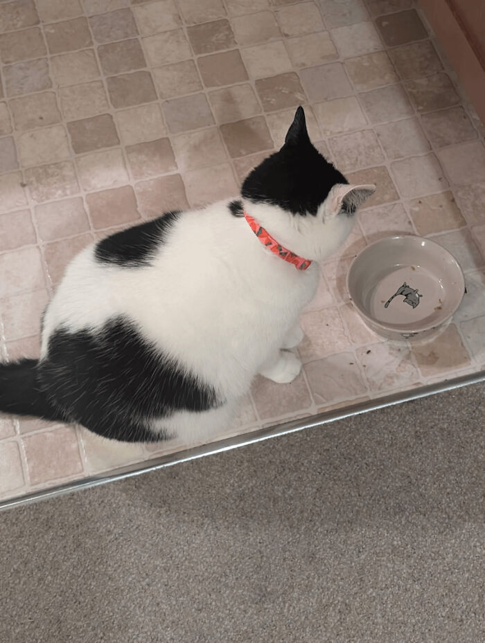 Black and white cat with a red collar sitting beside an empty bowl, showcasing proud pet adoption.