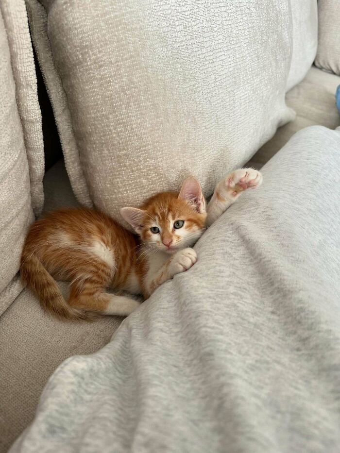 Adopted kitten snuggled on a cozy couch in November.
