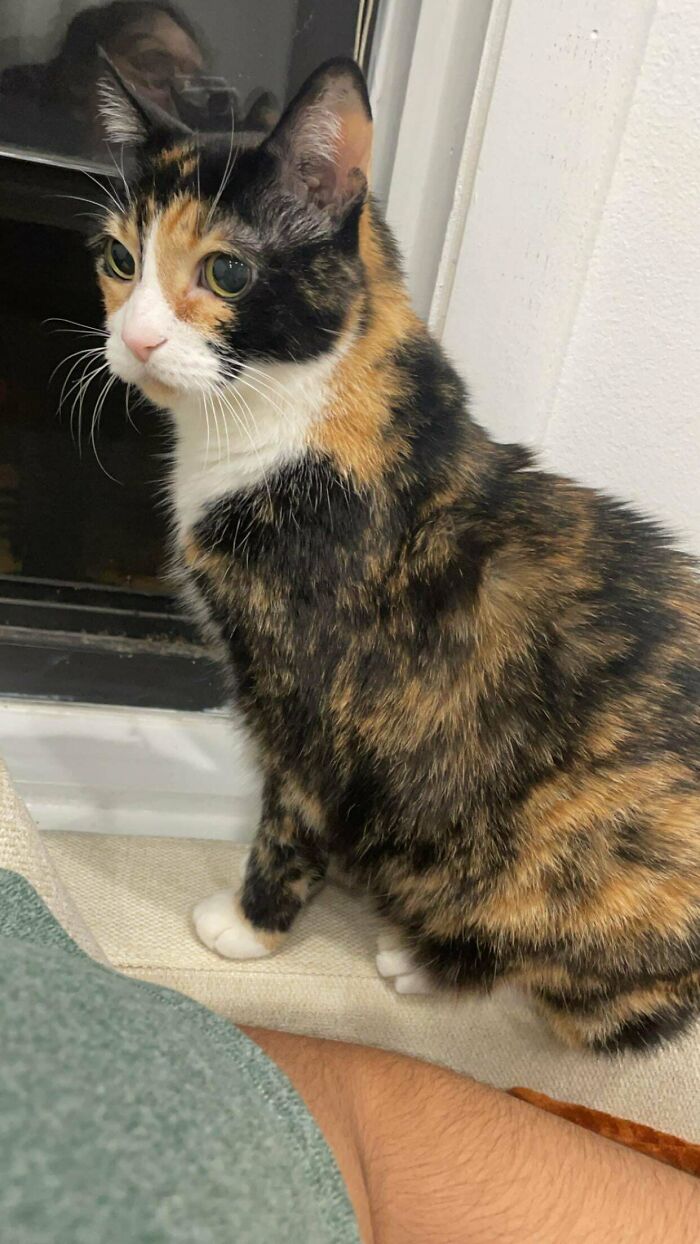 Calico cat sitting by a window, representing adopted pets.