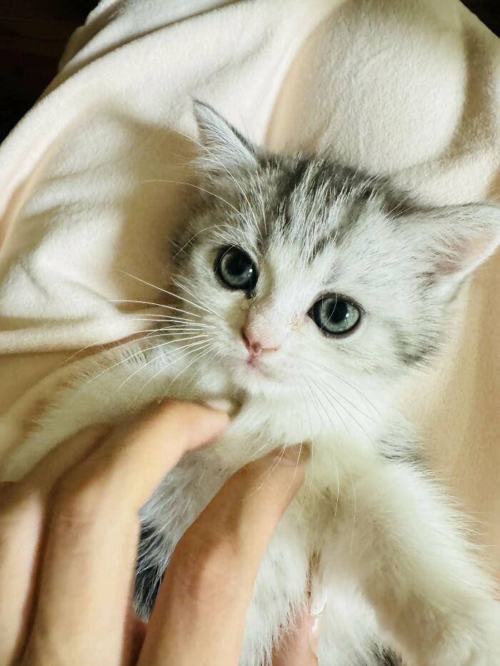 Fluffy kitten with big eyes being gently held by a proud pet owner.