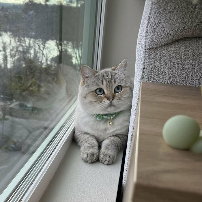 Adopted pet cat sitting by a window, wearing a green collar and bell, looking outside in November.