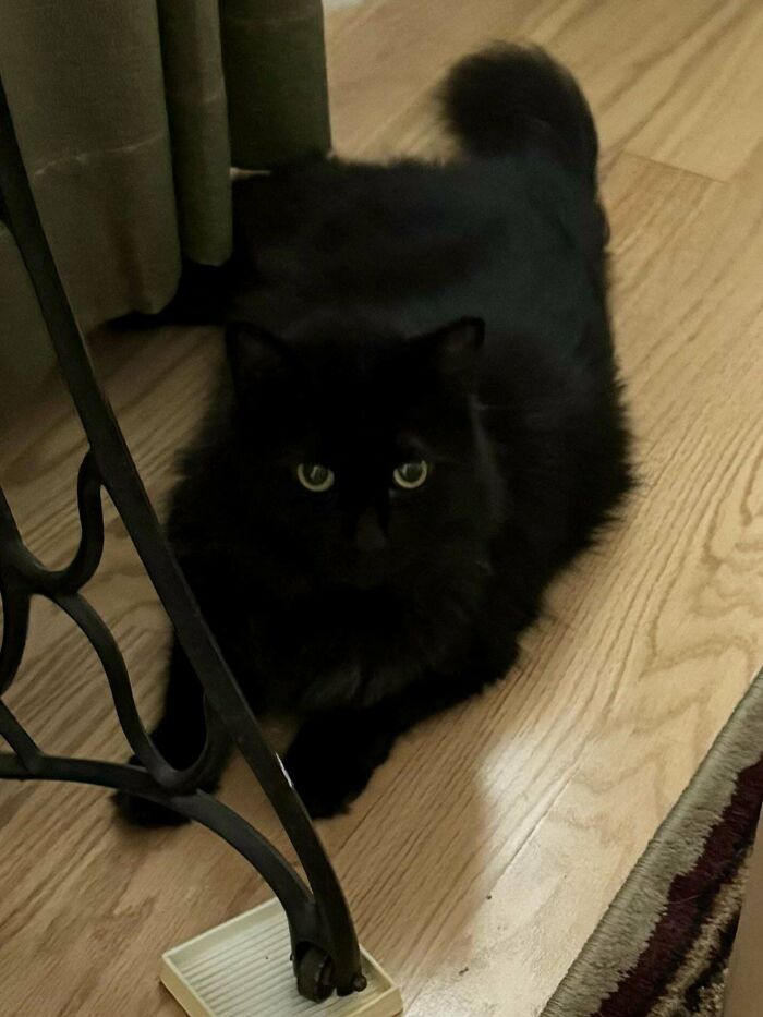 Fluffy black cat with bright eyes sits on a wooden floor inside a cozy home, embodying pet owners' joy in November.