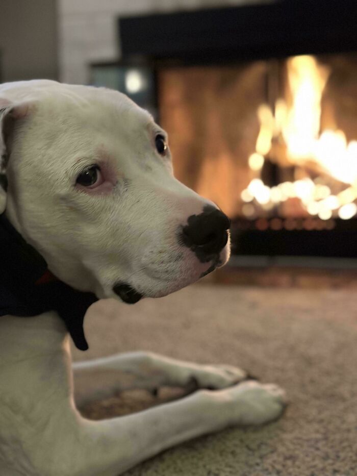 A white dog relaxing by a warm fireplace, representing proud pet ownership.