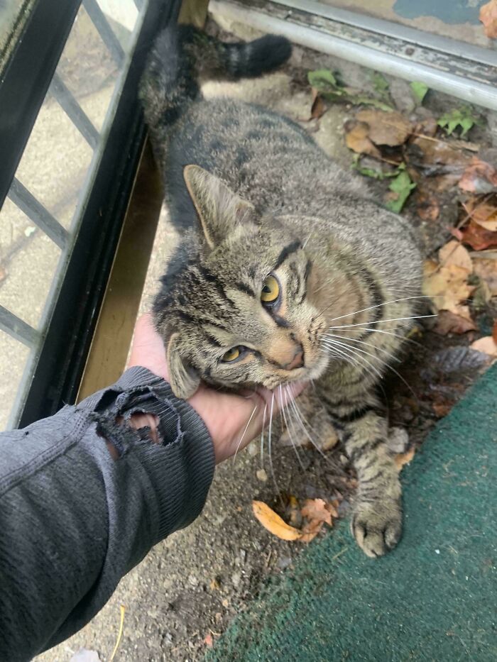 A proud pet owner pets a newly adopted cat in November, showcasing their delightful new addition.