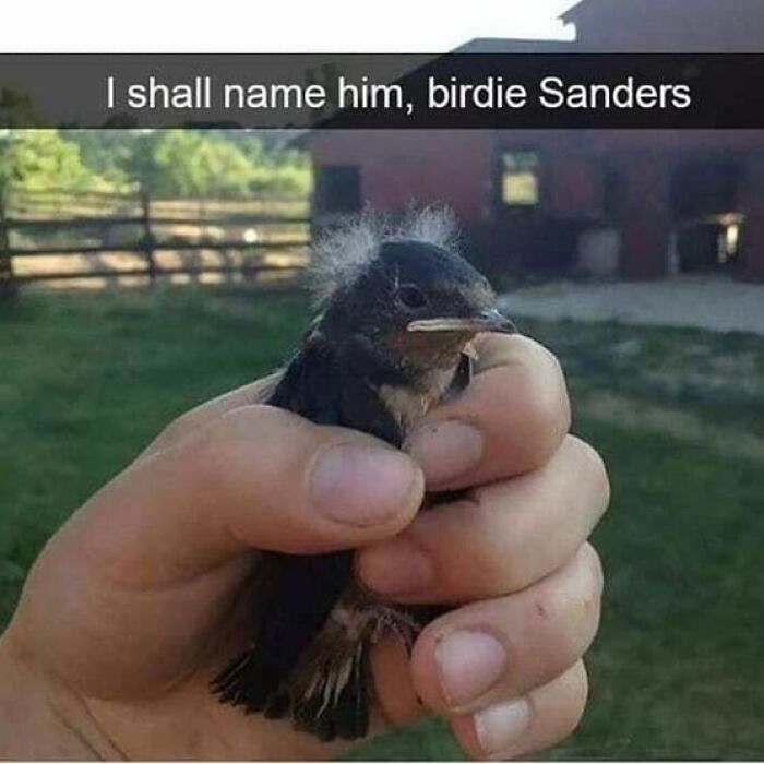 A person holding a fluffy bird with "I shall name him, birdie Sanders" text above, perfect for bird memes.