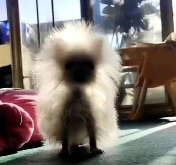A hilariously derpy dog with a fluffy, spiky coat standing indoors in natural sunlight.