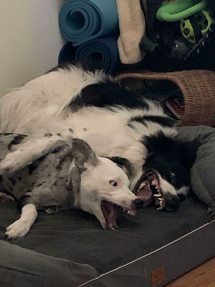 Two derpy dogs playfully baring teeth and making funny faces while lying on a dog bed indoors.
