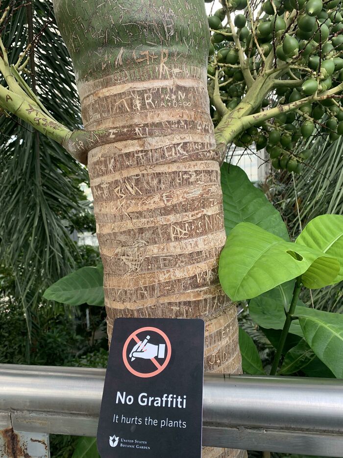 Tree trunk with carved graffiti and a sign saying "No Graffiti: It hurts the plants" at a botanical garden.
