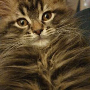 rachaelhardie avatar