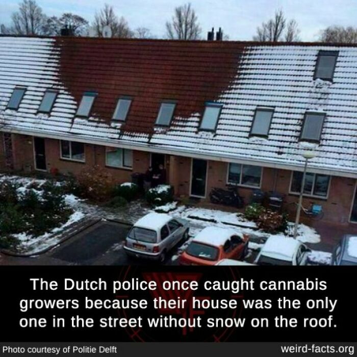 House on snowy street with clear roof; caught for cannabis, illustrating weird and random facts.