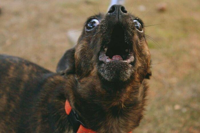 Derpy dog with wide eyes and open mouth wearing a red collar looking up outdoors in natural light.