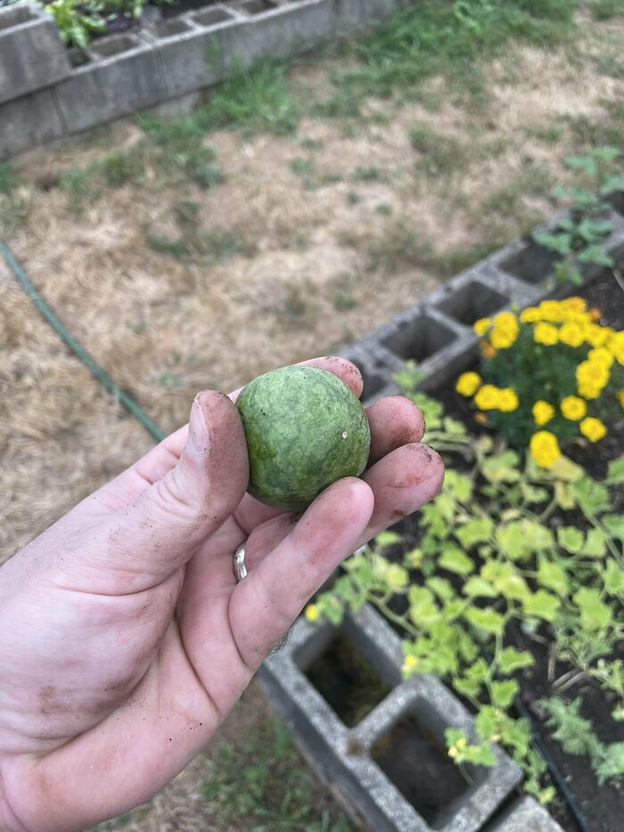 My Brother Asked Me To Post This Watermelon That He Grew