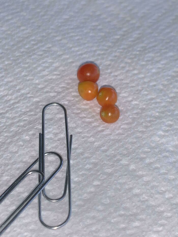 My Bountiful Tomato Harvest