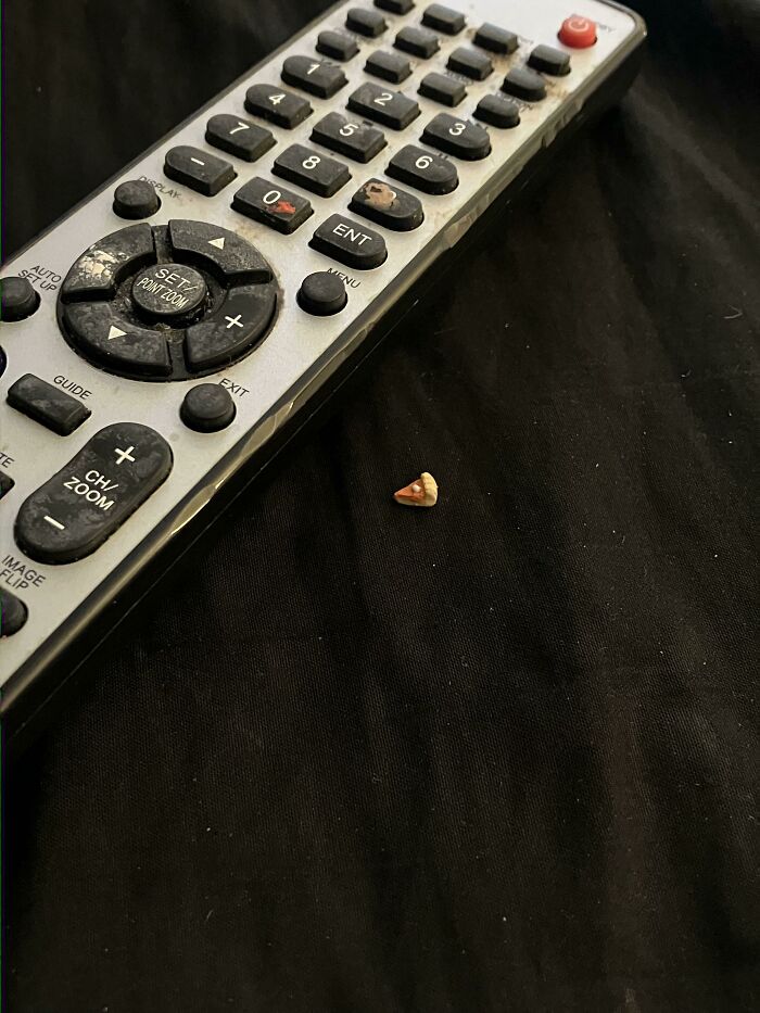 What Is This, A Pumpkin Pie For Ants?