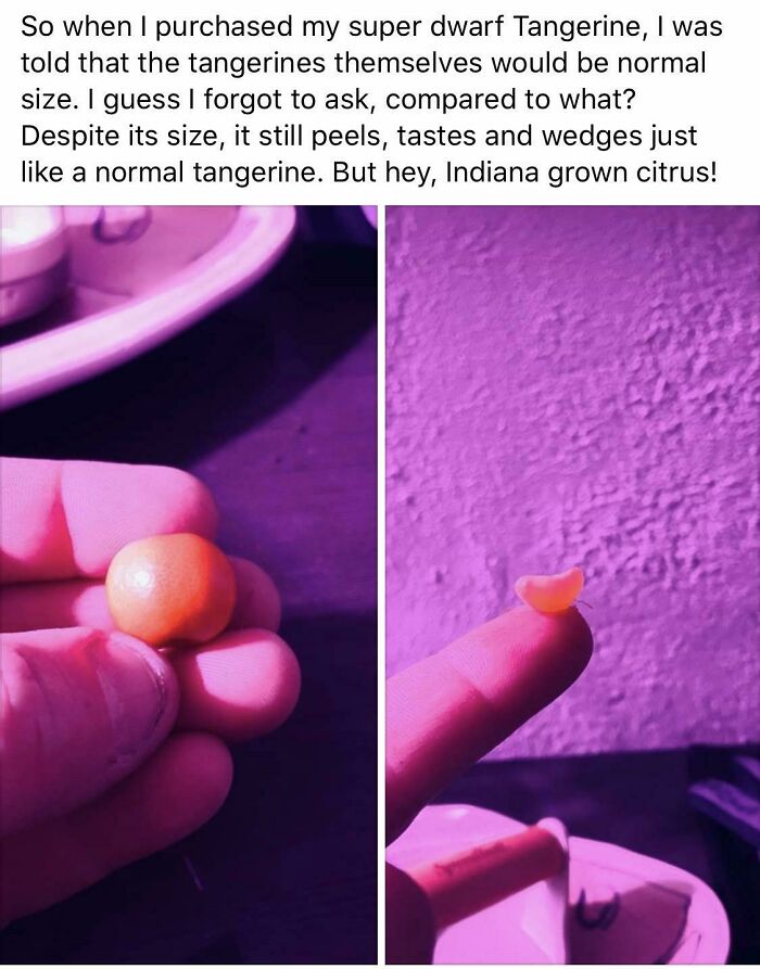 What Is This, A Tangerine For Ants??