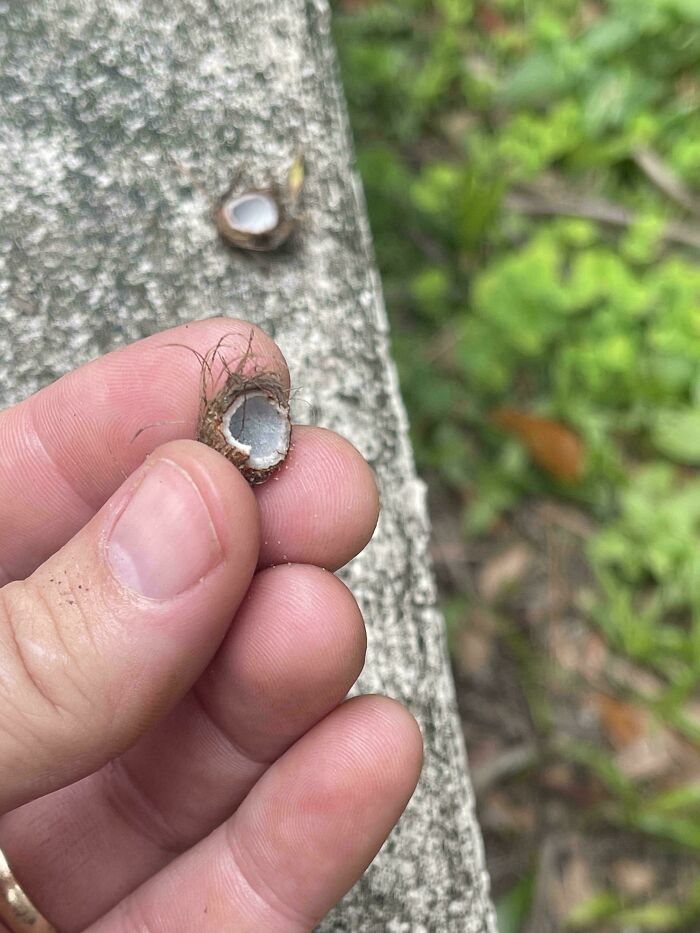 What Is This, A Coconut For Ants?