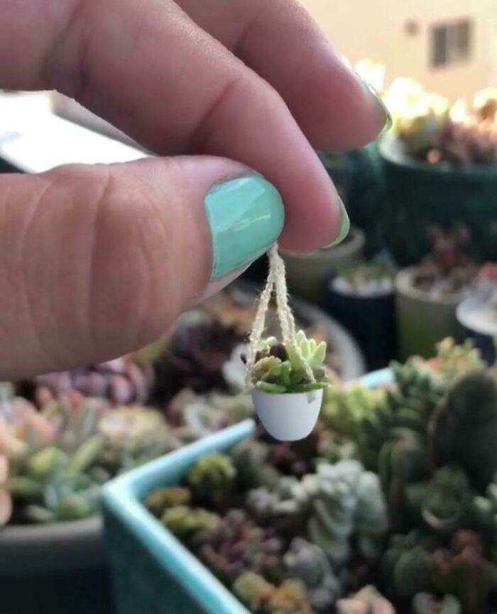 What Are These? Succulents For Ants?