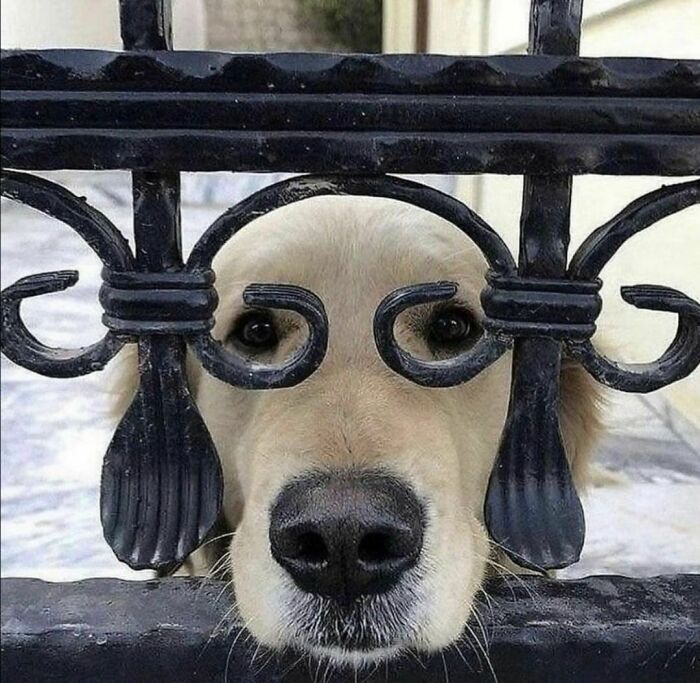 Golden retriever peeking through decorative black iron gate, a random photo showcasing an adorable dog behind the bars.
