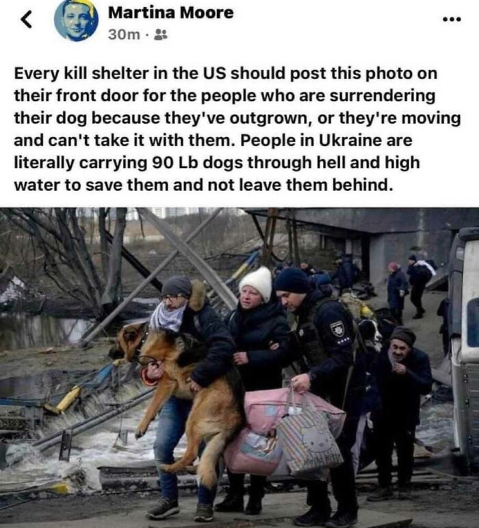 People rescuing a large dog in Ukraine, illustrating a heartfelt moment highlighting community efforts.