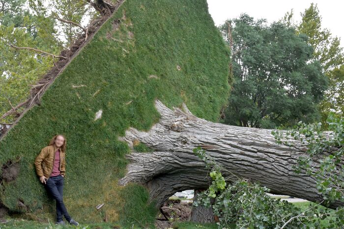 A man poses next to a massive uprooted tree, with its roots exposed, showcasing an interesting but not photoshopped scene.