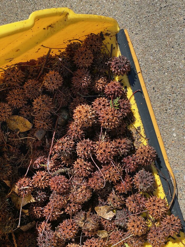 I Hate These Things From My Sweet Gum Tree. Almost Sprained My Ankle On One. Do You Have A Local Name For These?