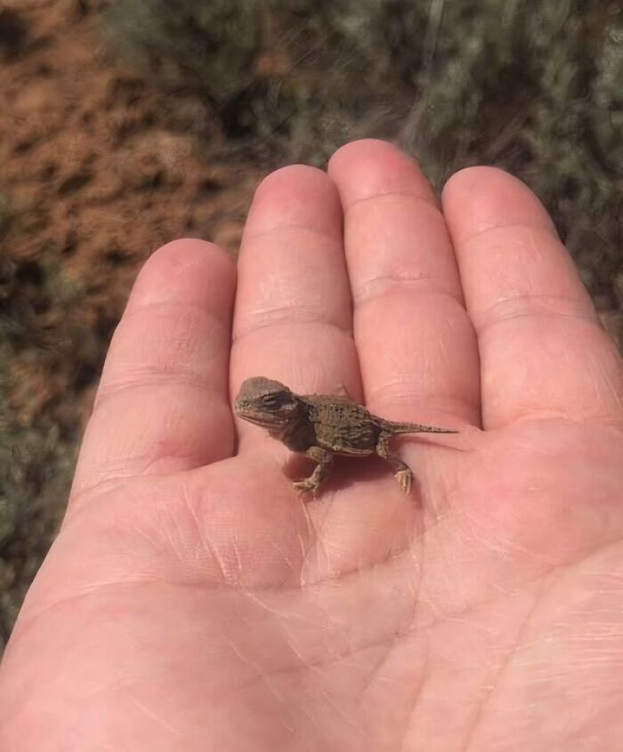 What Is This? A Dinosaur For Ants?