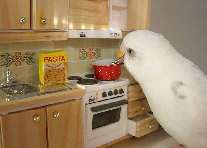 What Is This? A Bird Cooking A Nice Pasta Based Meal For His Fiancé In A Kitchen For Ants?