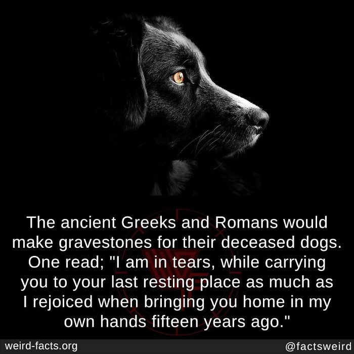A dog's profile with a fact about ancient Greeks and Romans creating gravestones for their dogs.