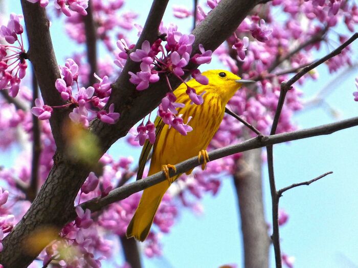 "Naturaleza sorprendente: pájaro amarillo posado en rama de flores rosadas."