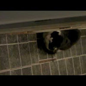 musicotnight2096 avatar