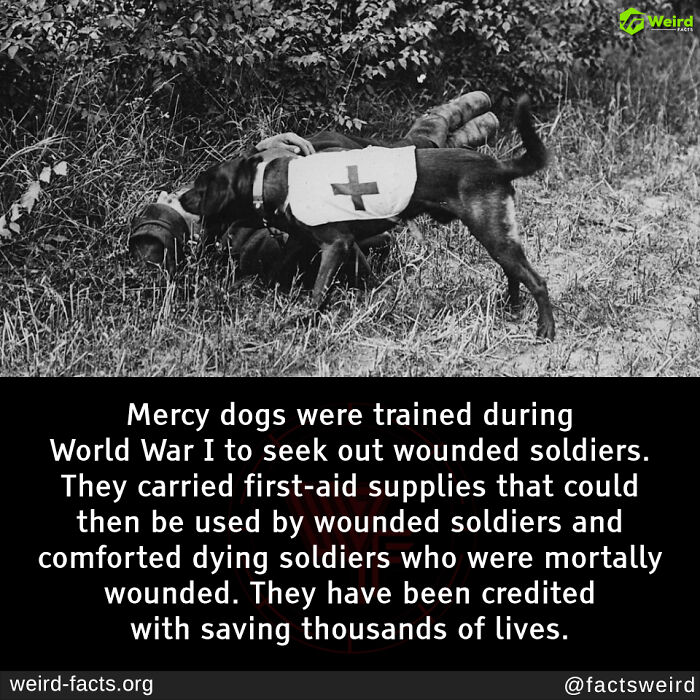 Mercy dog in World War I carrying supplies to assist wounded soldiers, showcasing a weird and random historical fact.