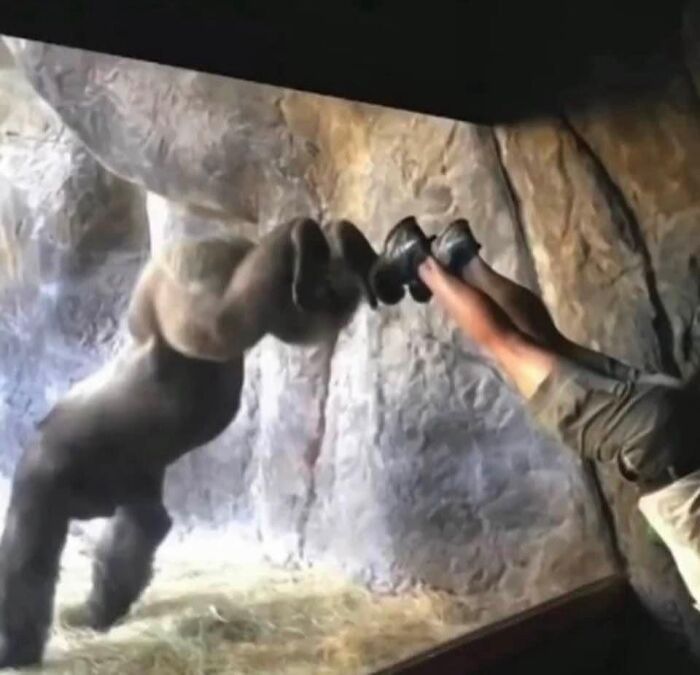 A gorilla and a person at a zoo engage through glass, showcasing a unique connection in a humorous scene.