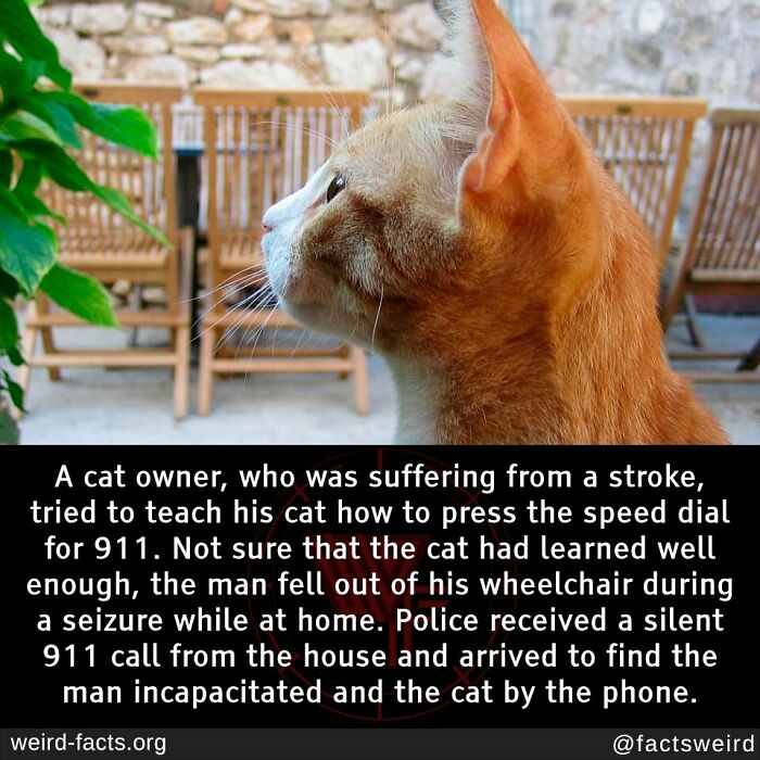 Orange cat sitting outdoors with text about the cat dialing 911 during owner's seizure, highlighting weird and random facts.