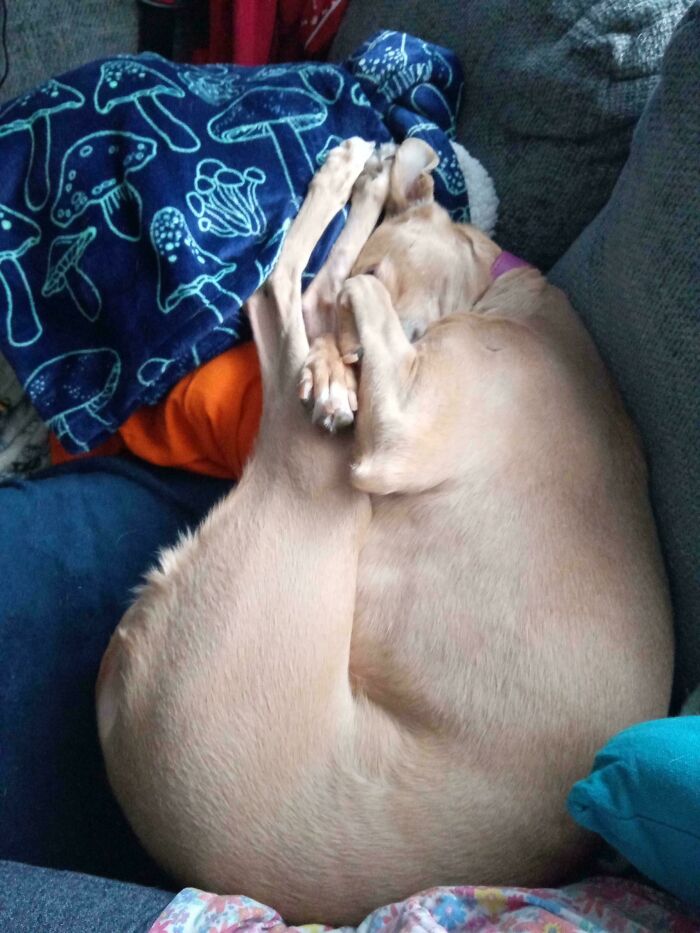 A dog curled up awkwardly on a couch, amusing its owner with a peculiar pose.