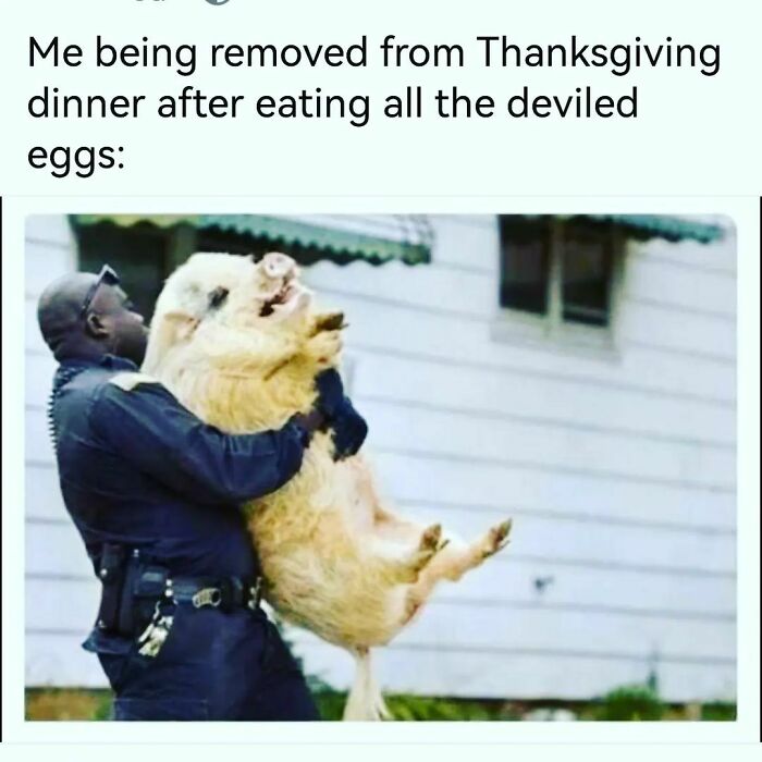 Police officer carrying a struggling pig, illustrating a relatable meme about being removed after overeating at Thanksgiving dinner.