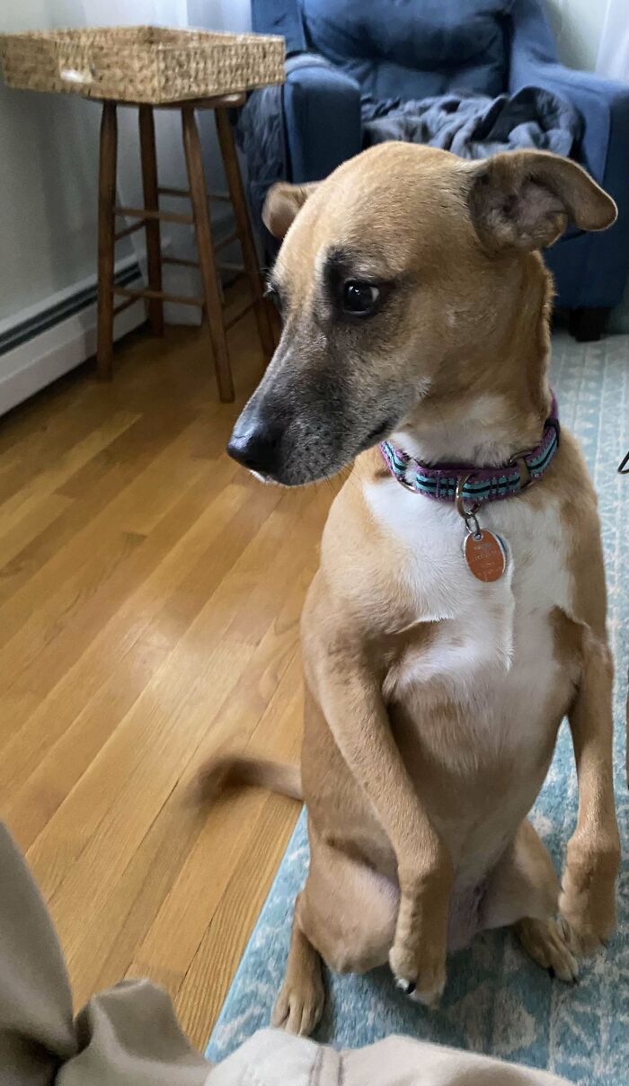 Dog sitting upright like a human, ears perked up, giving a curious look. Malfunctioning shenanigans in action.